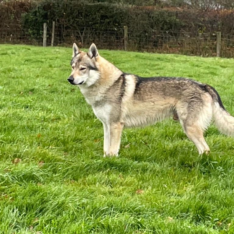 czech wolf dogs