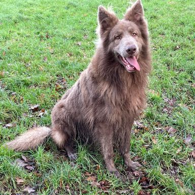 Wolf shepherd for sale on sale